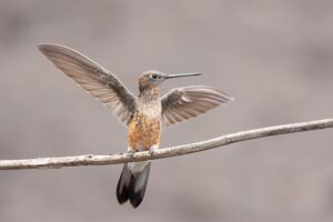 Streaming Giants Battle for Exclusive Content Rights Amid Rivalry Streaming Giants Battle for Exclusive Content Rights Amid Rivalry